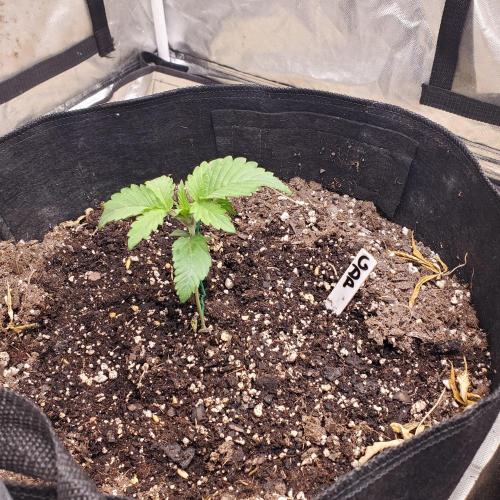 2x4. Week 2