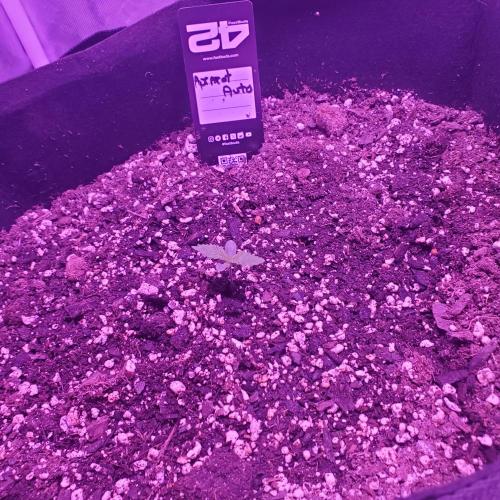 TC600. Week 0
