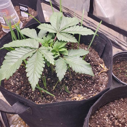 2x4. Week 3