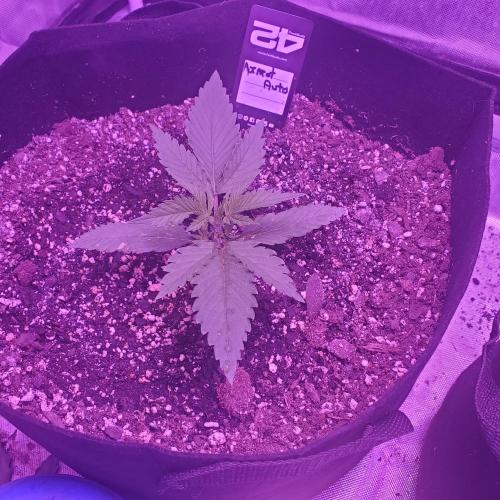 TC600. Week 2