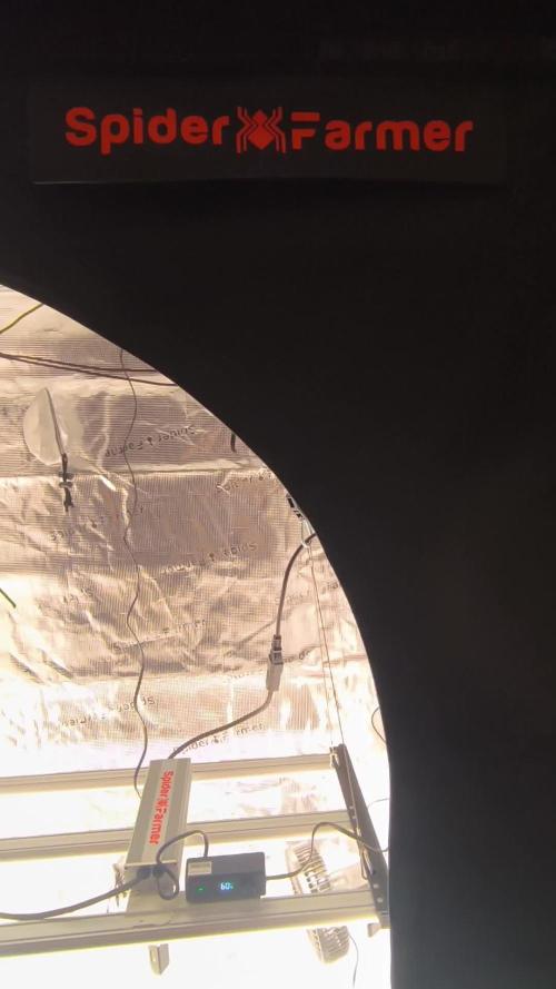 1X Blue Cookies  MSNL