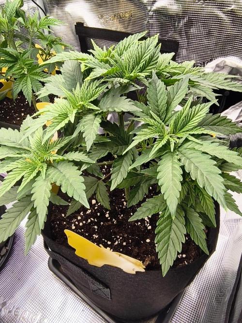 Blue Cookies  MSNL. Week 5