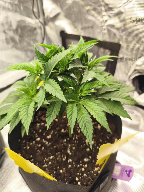 Permanent marker MSNL. Week 5