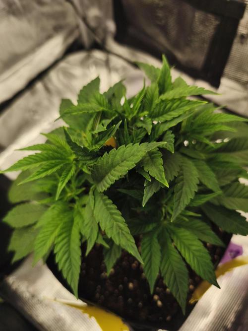 Permanent marker MSNL. Week 5