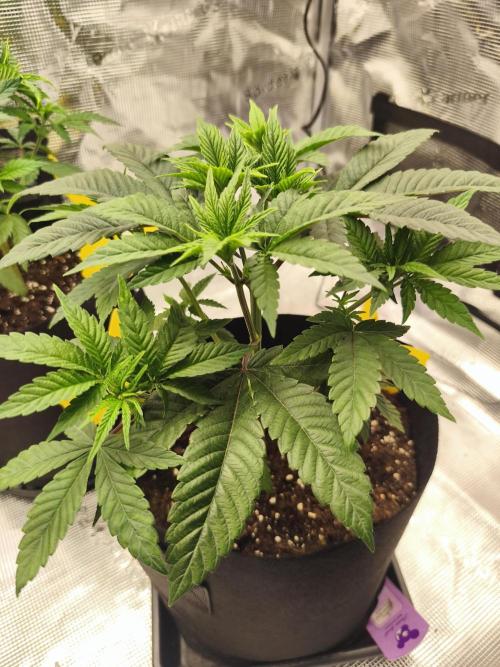 Permanent marker MSNL. Week 5