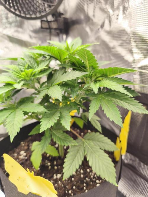 Strawberry pop rocks Anesia Seeds. Week 5