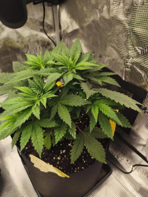 Strawberry pop rocks Anesia Seeds. Week 5