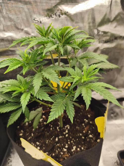 Strawberry pop rocks Anesia Seeds. Week 5