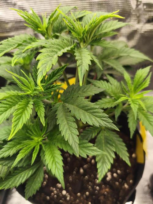 Strawberry pop rocks Anesia Seeds. Week 5