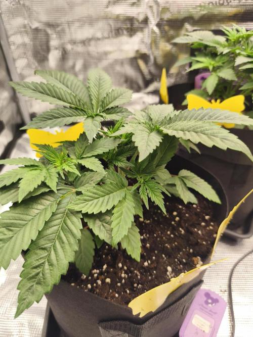 Fryday Boof Anesia Seeds. Week 5