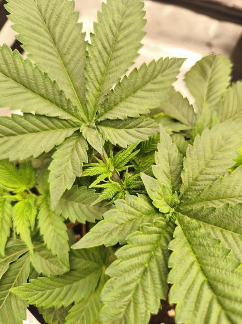 Fryday Boof Anesia Seeds. Week 5