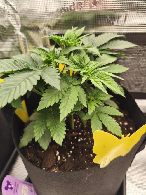 Fryday Boof Anesia Seeds. Week 5