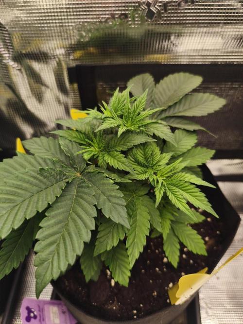 Fryday Boof Anesia Seeds. Week 5