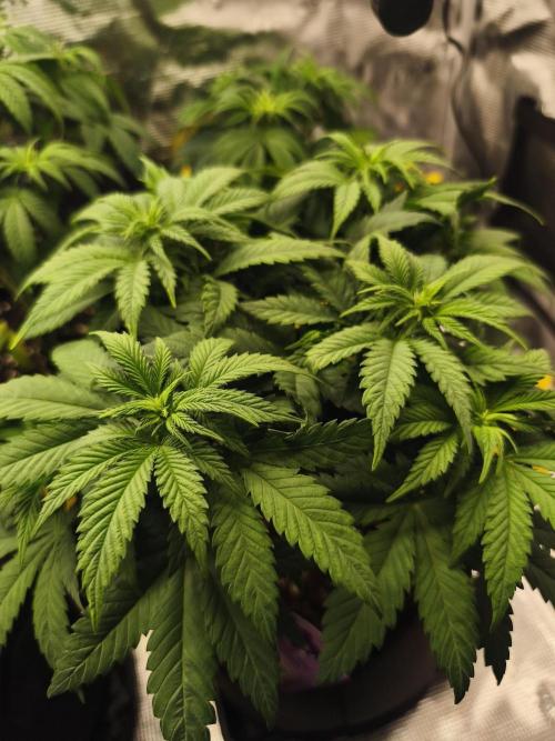 2X Strawberry pop rocks Anesia Seeds. Week 6