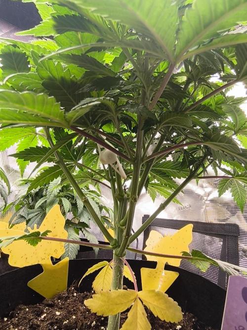 2X Strawberry pop rocks Anesia Seeds. Week 6