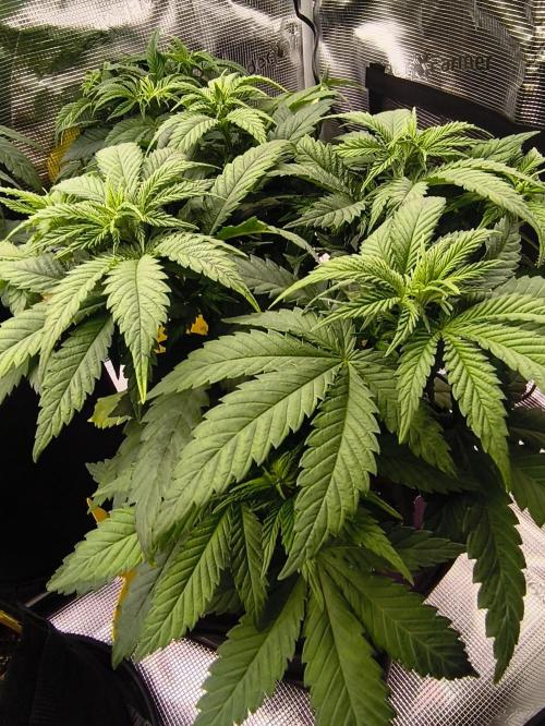 2X Strawberry pop rocks Anesia Seeds. Week 6