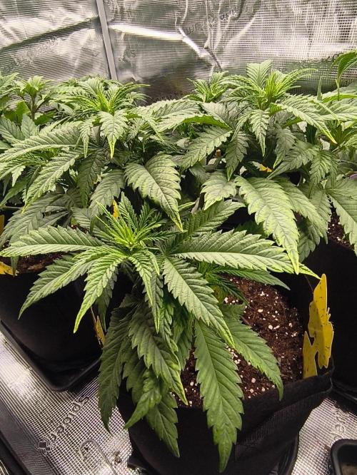 2X Strawberry pop rocks Anesia Seeds. Week 6