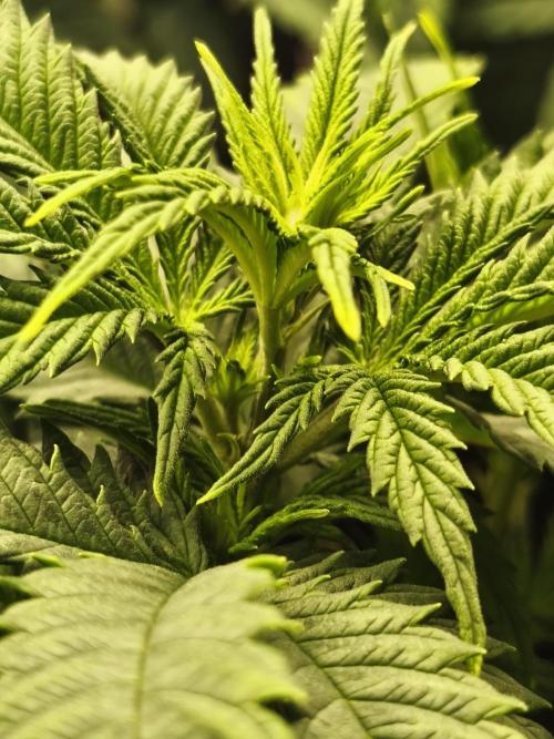 2X Strawberry pop rocks Anesia Seeds. Week 6