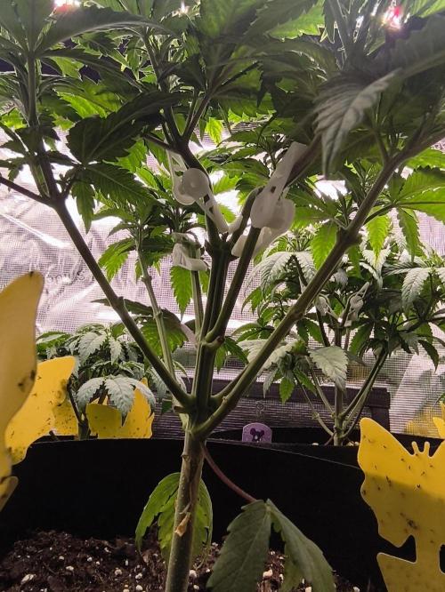 2X Strawberry pop rocks Anesia Seeds. Week 6