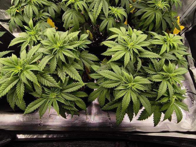 2X Strawberry pop rocks Anesia Seeds. Week 6