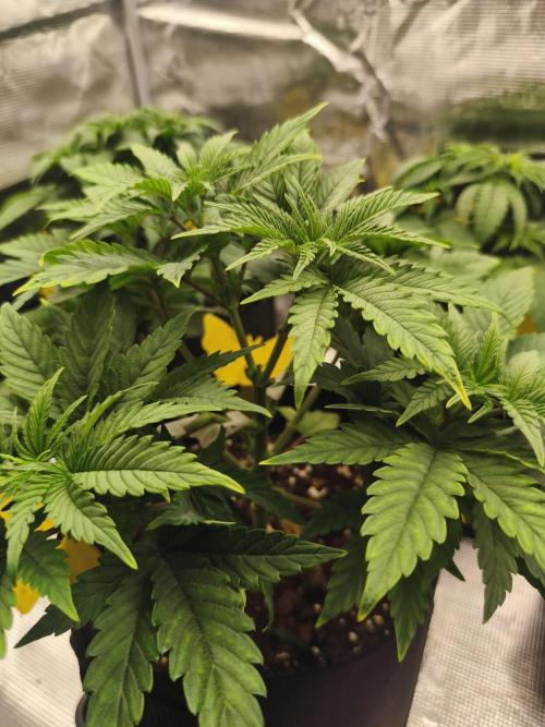 1X Blue Cookies  MSNL. Week 6