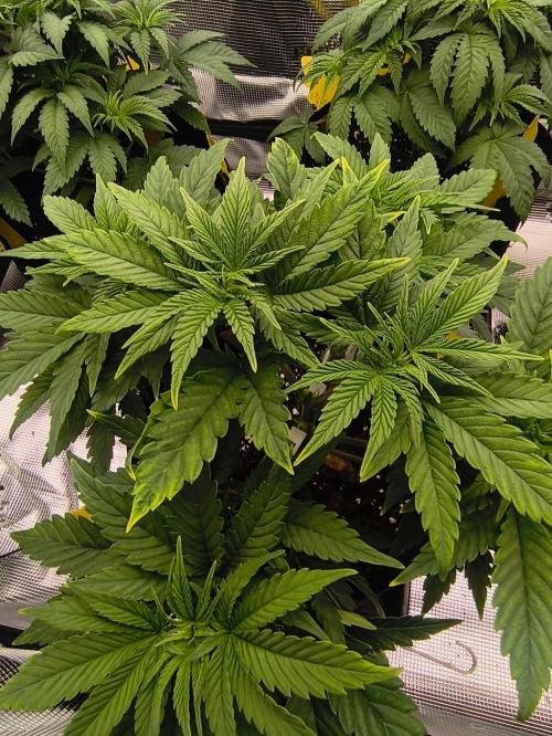 1X Blue Cookies  MSNL. Week 6