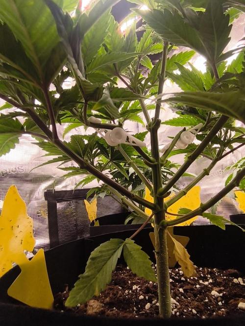 1X Blue Cookies  MSNL. Week 6