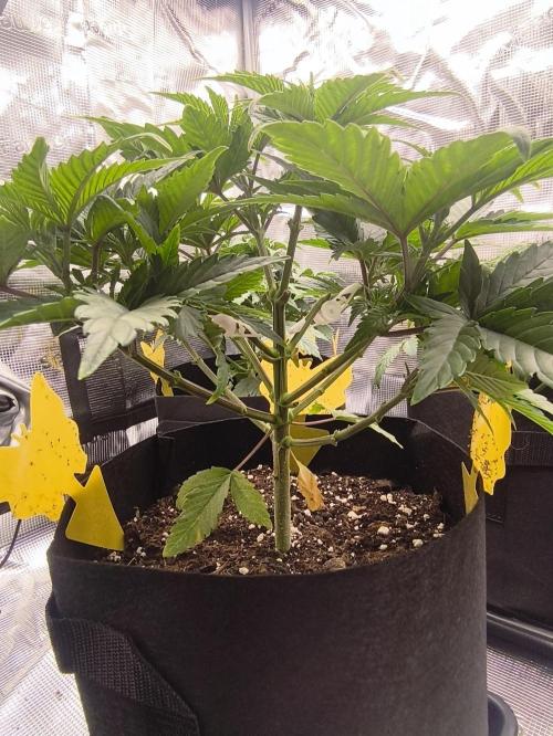 1X Blue Cookies  MSNL. Week 6