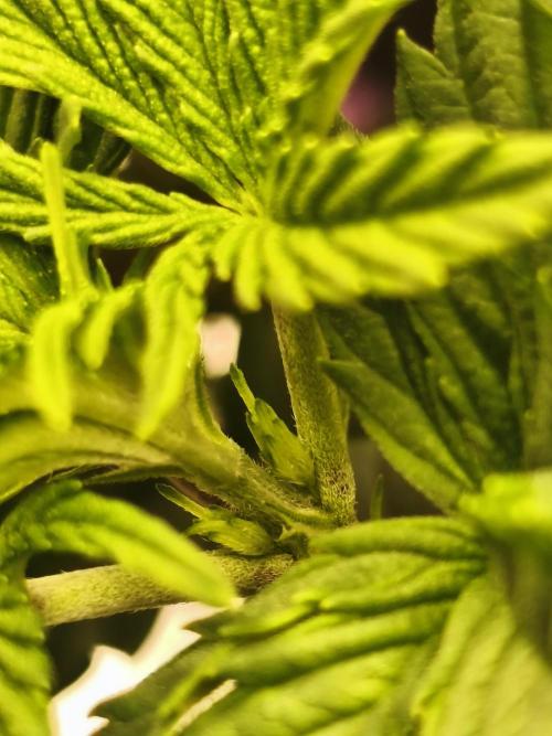 1X Blue Cookies  MSNL. Week 6