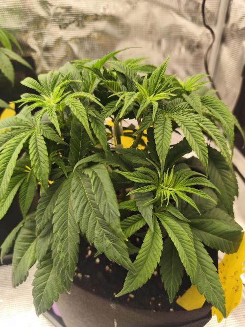 2X Permanent marker MSNL. Week 6