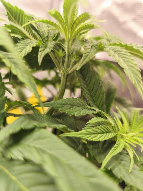 2X Permanent marker MSNL. Week 6