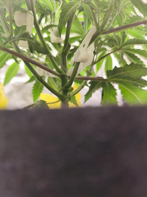 2X Permanent marker MSNL. Week 6