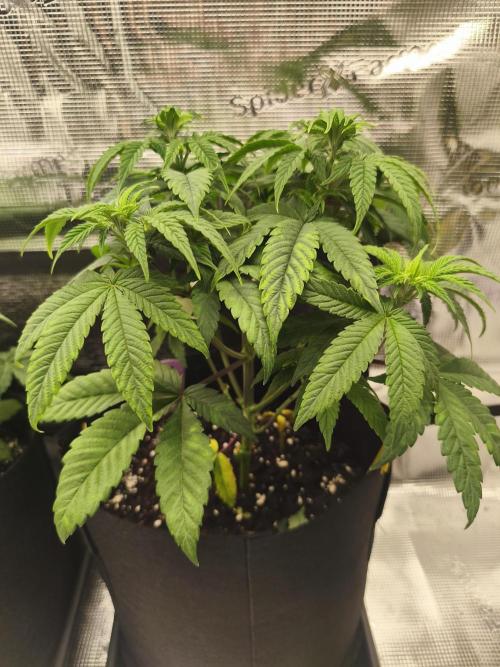 2X Permanent marker MSNL. Week 6