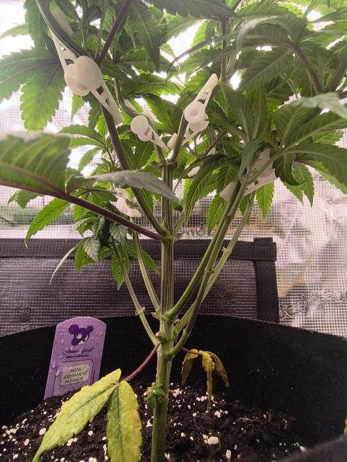 2X Permanent marker MSNL. Week 6