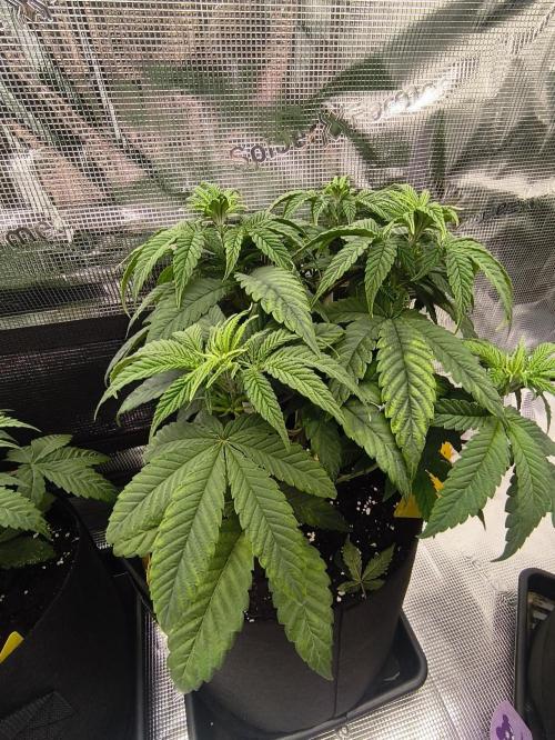 2X Permanent marker MSNL. Week 6