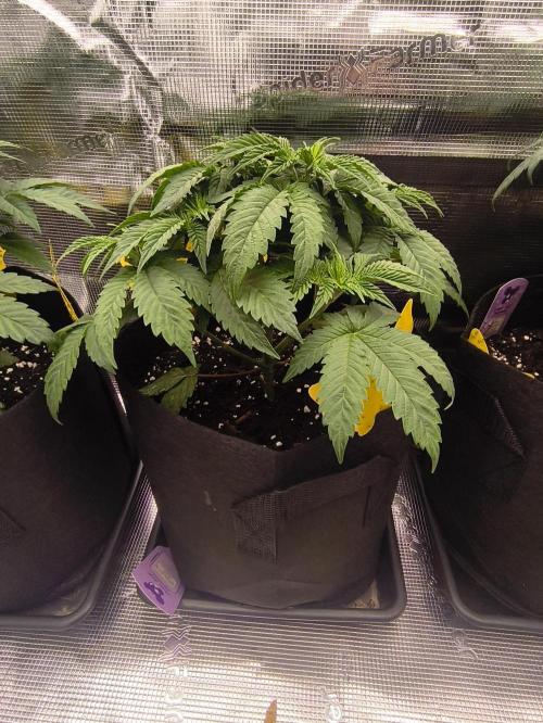 2x Fryday Boof Anesia Seeds. Week 6