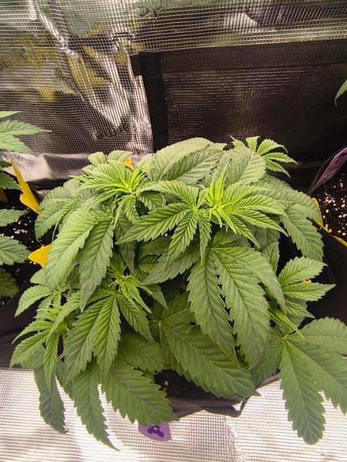 2x Fryday Boof Anesia Seeds. Week 6