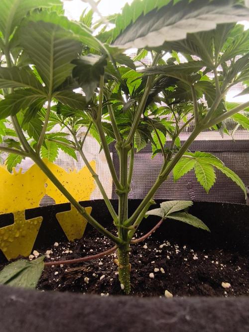 2x Fryday Boof Anesia Seeds. Week 6