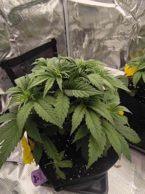 2x Fryday Boof Anesia Seeds. Week 6