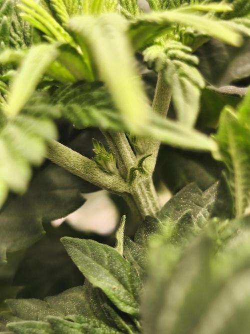 2x Fryday Boof Anesia Seeds. Week 6