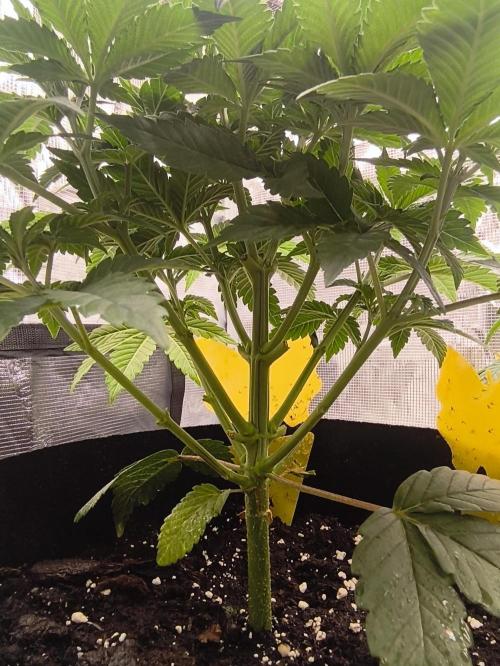 2x Fryday Boof Anesia Seeds. Week 6