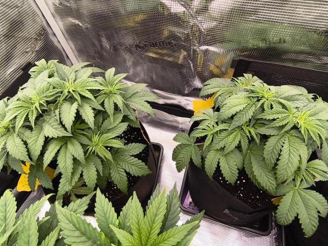 2x Fryday Boof Anesia Seeds. Week 6