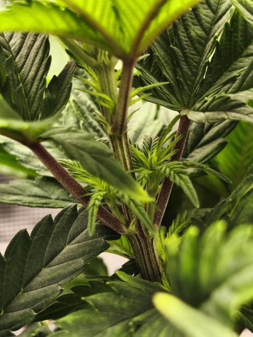 1X Blue Cookies  MSNL. Week 6