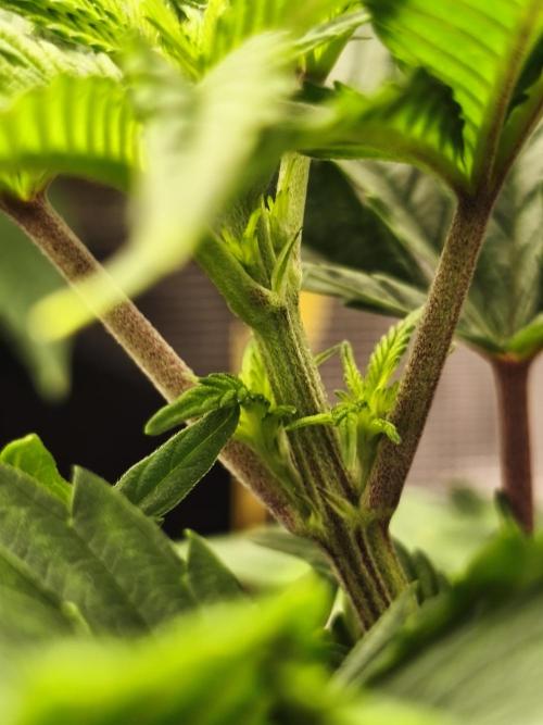 1X Blue Cookies  MSNL. Week 6