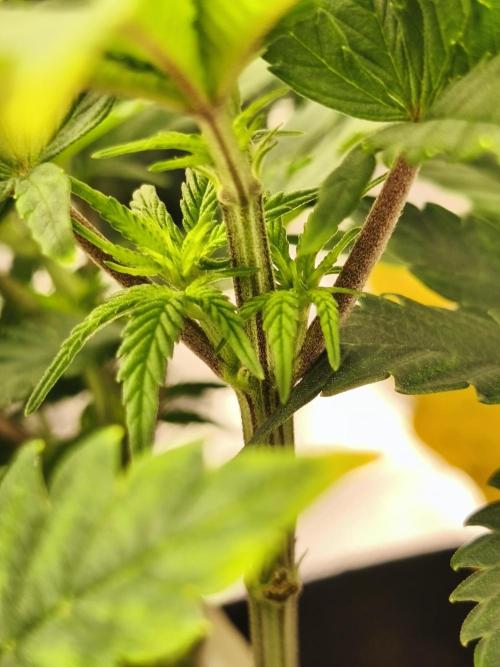 1X Blue Cookies  MSNL. Week 6