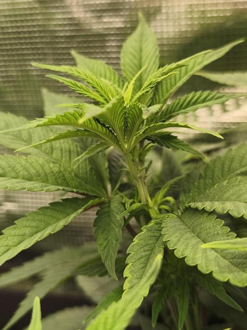 2X Permanent marker MSNL. Week 6