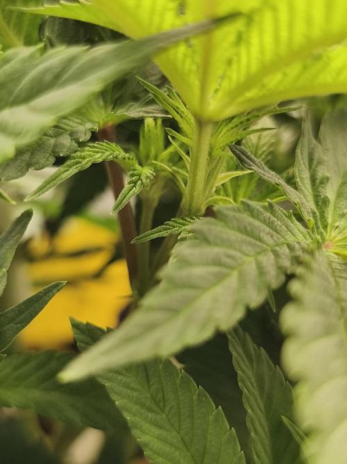 2X Permanent marker MSNL. Week 6