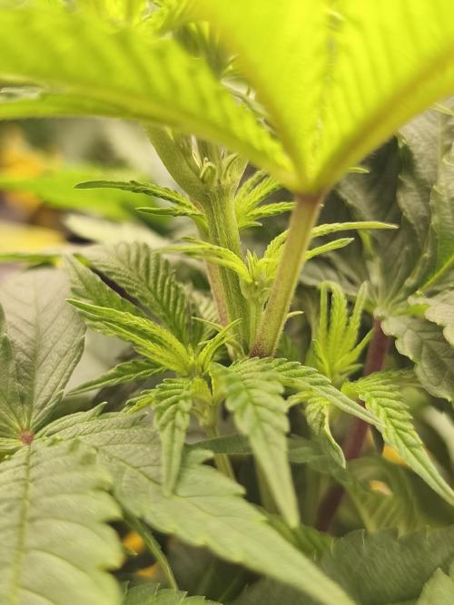 2X Permanent marker MSNL. Week 6