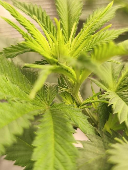 2X Strawberry pop rocks Anesia Seeds. Week 6