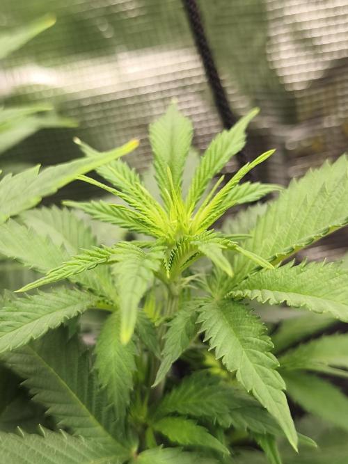 2X Strawberry pop rocks Anesia Seeds. Week 6